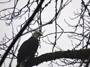 Skagit Valley Eagles (17)